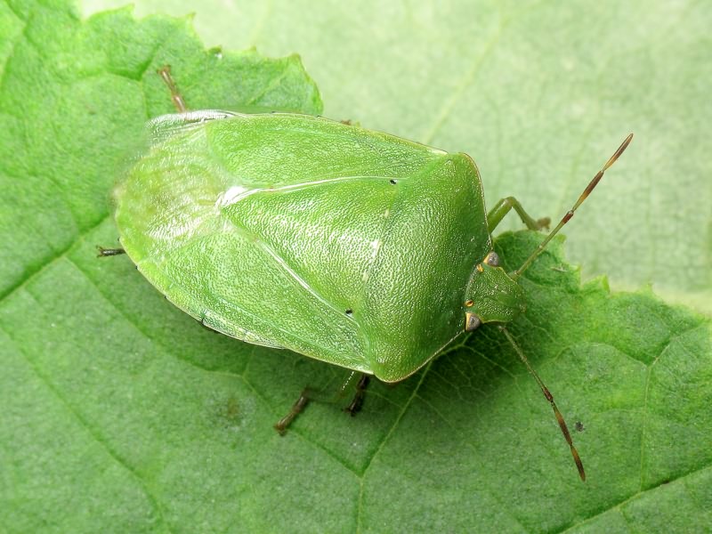 Nezara viridula (Linnaeus, 1758)